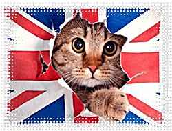 Британская порода кошек